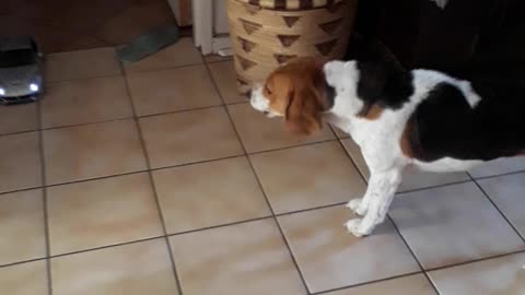Confused Beagle can't understand the mooving object