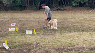 AKC Rally Intermediate Course Number 3
