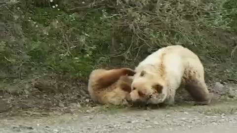 two bears are fighting