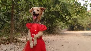 Pup in a Pretty Red Dress