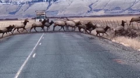Where did the elk go? READ desription