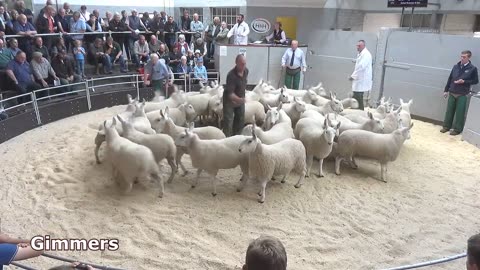 St Boswells Breeding Sheep Sale 1st September 2022