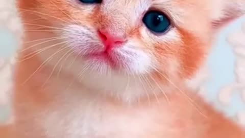 Melt Your Heart Cute Kitten Compilation 2021 Must Watch