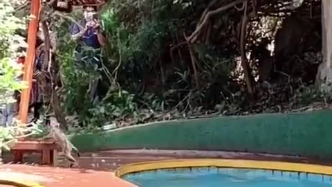 Monkeys Enjoying In Swimming Pool