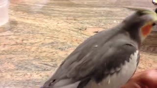 Bird sings Adam's Family and Star Wars