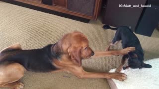 Dog messing around with cat