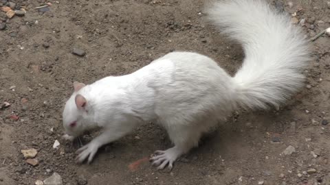 Nutty Albino Squirrel Roams Garden