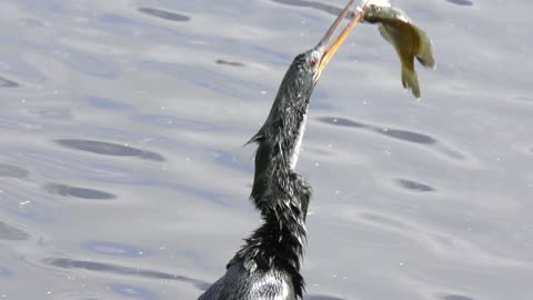 Anhinga downing a large fish near lake in Florida