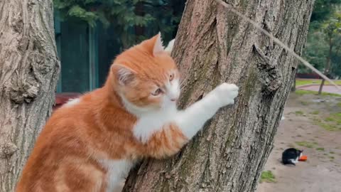 Cats climb trees