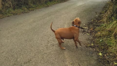 See the dog Dancing outside the road|| And dancing by rotating as a wheel.