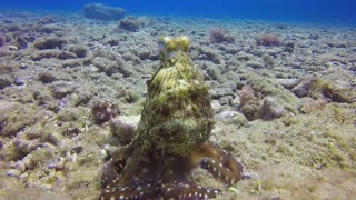 Photographer captures memories with the beautiful octopus