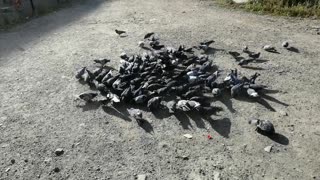 This pigeons were fed by people.