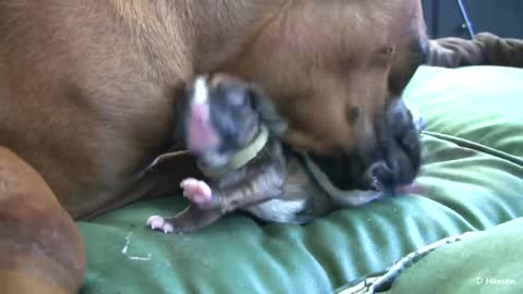 dog giving birth