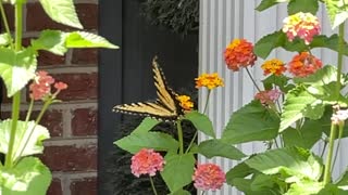 Butterfly freedom