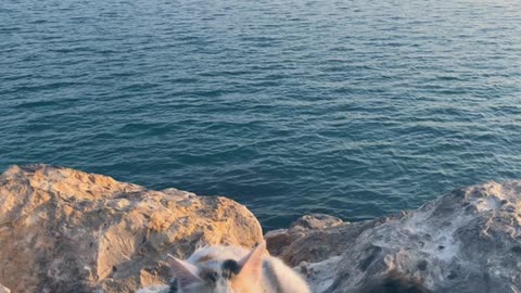 A cat goes to the sea to change the atmosphere