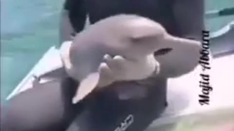 Man saves baby dolphin from fisherman net