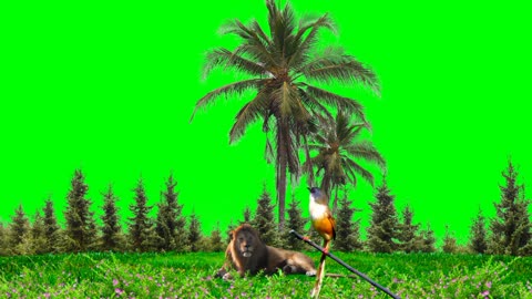 Lion green screen video Best Video