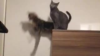 Cat Can't Quite Reach