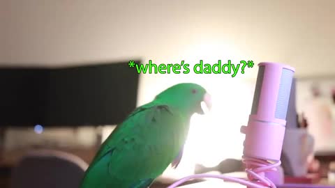 Bird Whispers Words Into Microphone * Funny* *Subtitles*