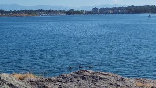 3 Canada Geese Heading out