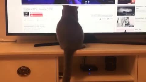 Funny cat chases mouse pointer