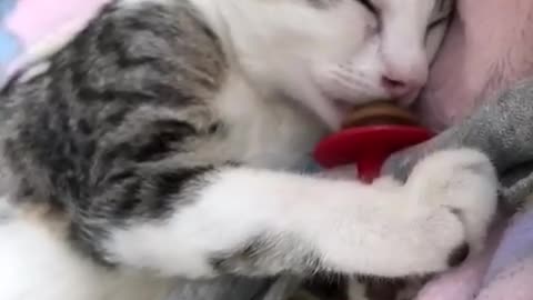 Kitty uses a toy as a sleeping pacifier