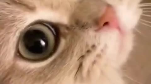 So Many Cute Kittens Videos Compilations