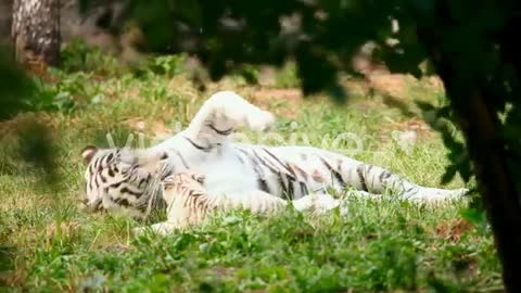 White Tigress And Cub