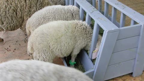 White sheeps on stock-farm