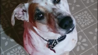 Dog really hates his owner's off-key singing