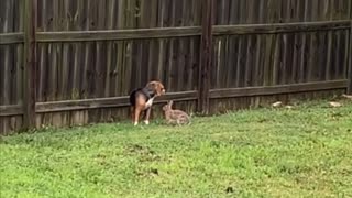 Bunny Rabbit Bullys Puppy Dog