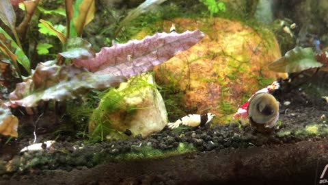 Aquarium crystal shrimp