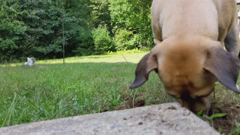 PUPPY DOING A LITTLE MOLE HUNTING 🐕⛏️