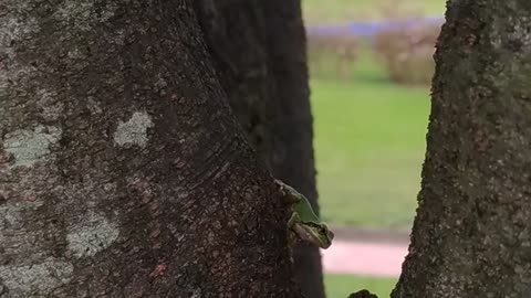 Frog attacks insects