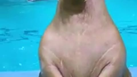 INCREDIBLE Baby Elephant Seal _ Very Funny Video