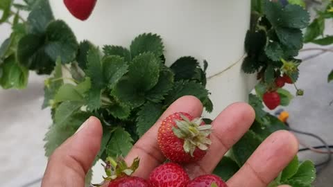 Grow your own STRAWBERRIES