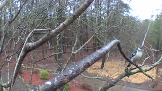 clips of birds on the branch