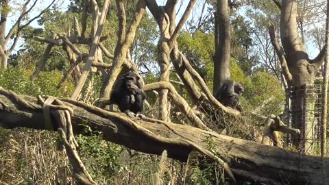 Chimp Chilling in a Tree