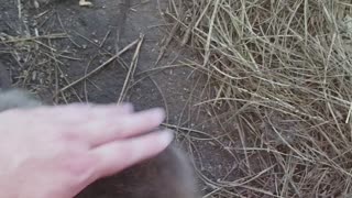 Hanging with Baby Beavers