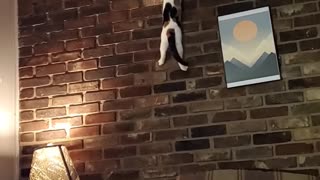 Rock-climbing Kitty Loves To Scale Brick Wall