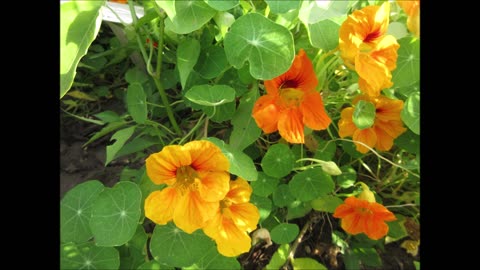 Edible Flowers Nasturtium Sept 2021