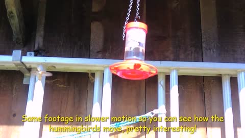 See how a hummingbird moves in slow motion!