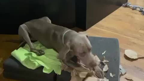 Dog vs Paper Bag