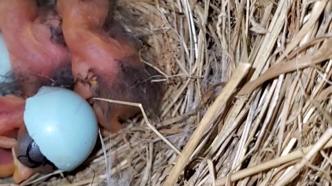 Bluebird babies... 1 Just hatched! Still in egg partially