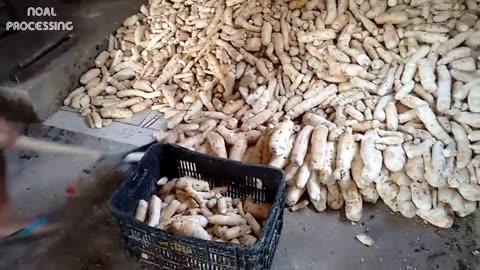 Process Of Making Cassava Flour by Manual Method - Cassava processing line