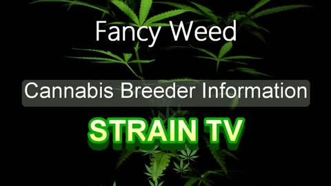 Fancy Weed - Cannabis Strain Series - STRAIN TV
