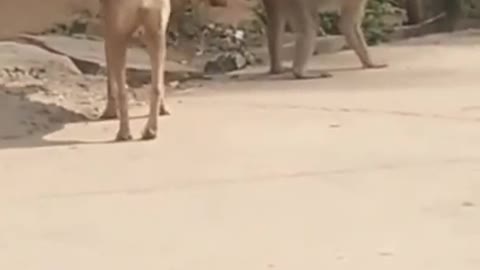 monkey teasing dog