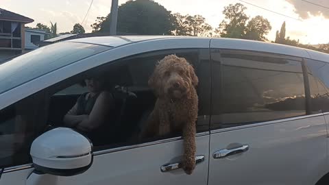 Labradoodle going for a drive