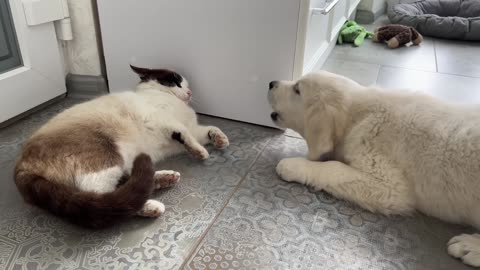 Golden Retriever Puppy Meets Cat for the First Time!