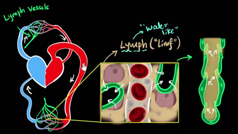 Lymph, lymph nodes, & lymphatic system | Life processes | Biology